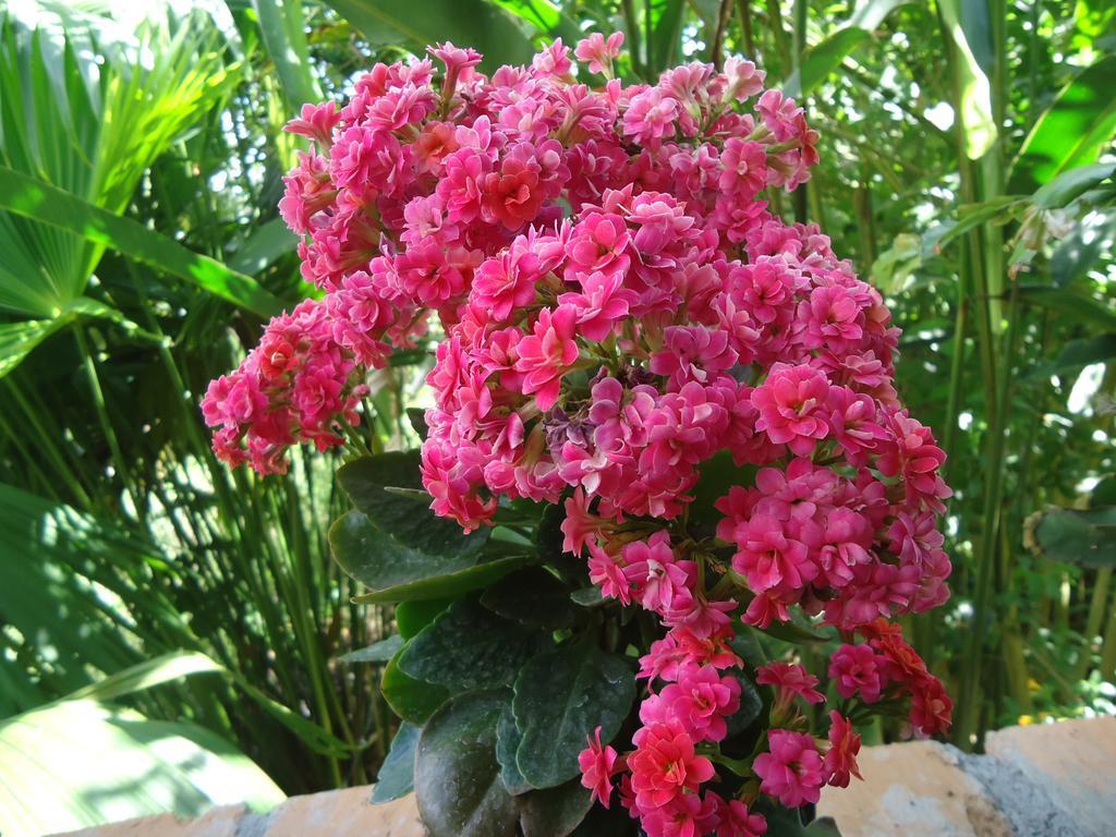 San Agustín Hostal Pachamama מראה חיצוני תמונה
